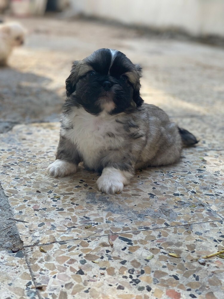 Pekingese - 5