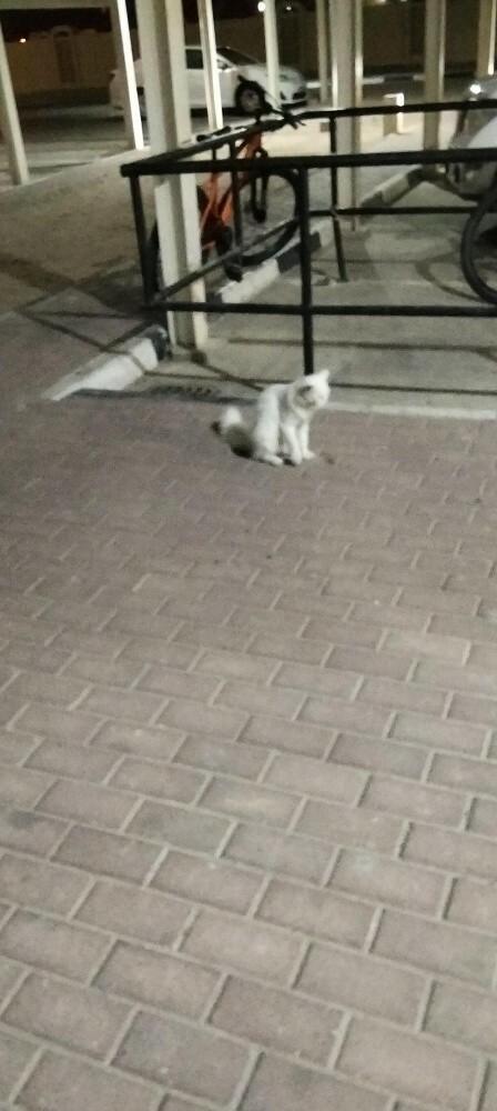 قطة منزل مسكينة هاربة من اهله - 2