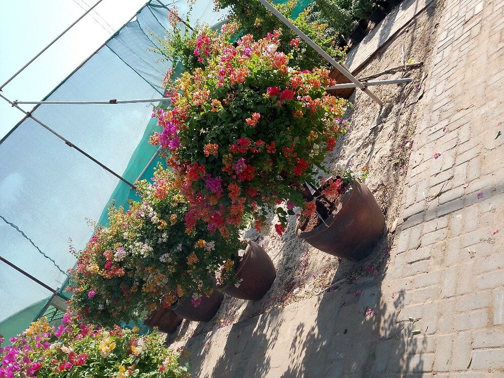 العشب الصناعي ،55504810 - 8