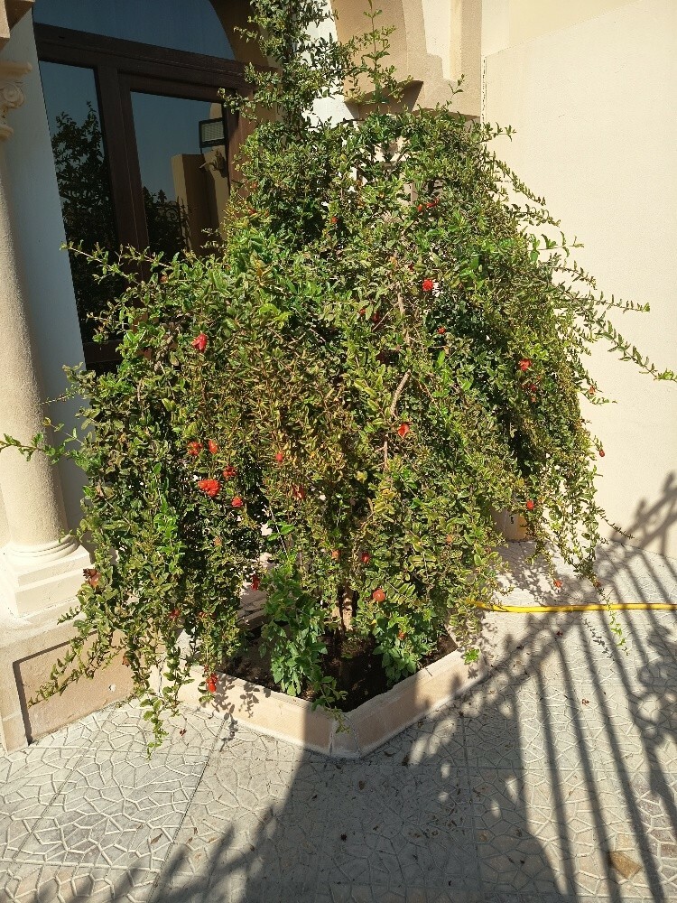 مهندس زراعي - 2