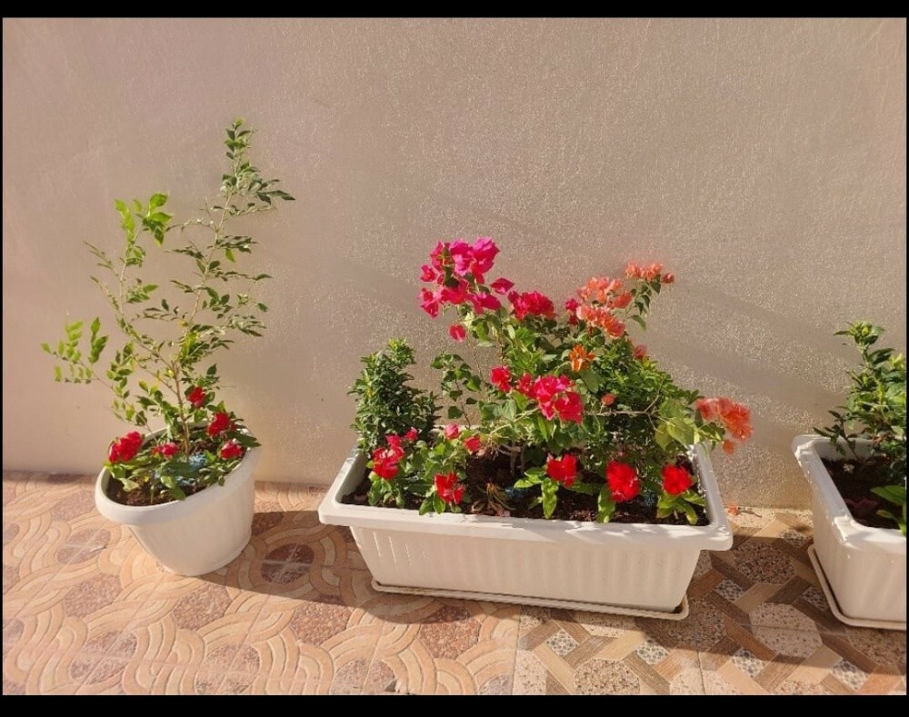 زراعه الحدايق - 5