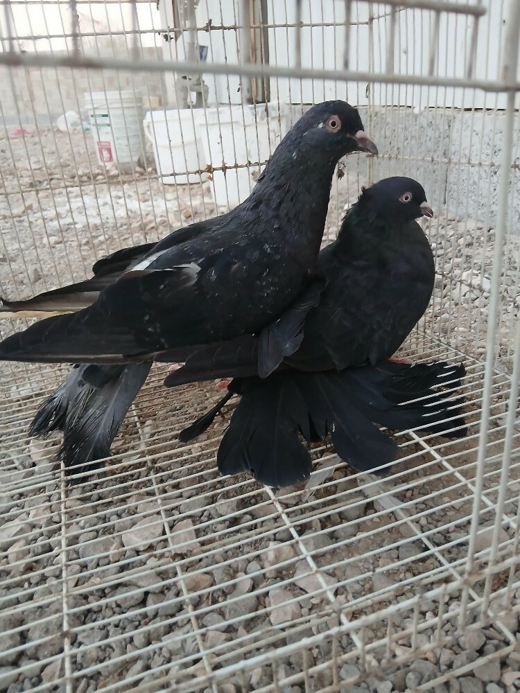 suri. sarge - 2