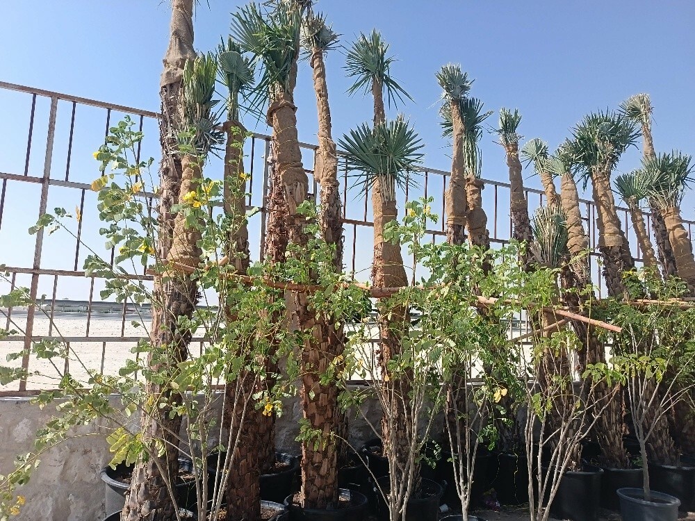 اشجار اشنطونيه وجميع اشجار البر - 8