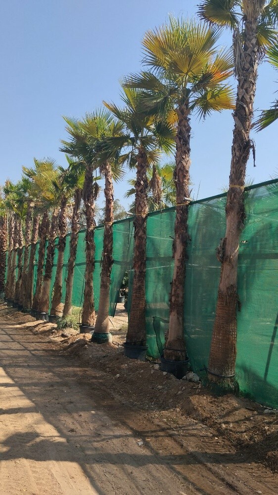 اشجار اشنطونيه وجميع اشجار البر - 4