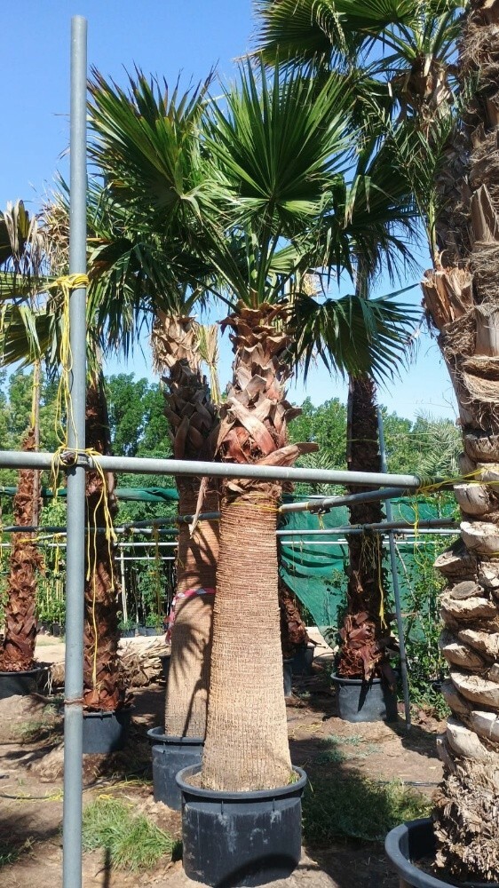 اشجار اشنطونيه وجميع اشجار البر - 1