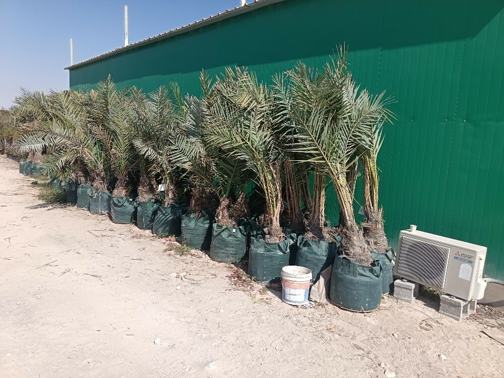 اشجار اشنطونيه وجميع اشجار البر - 6