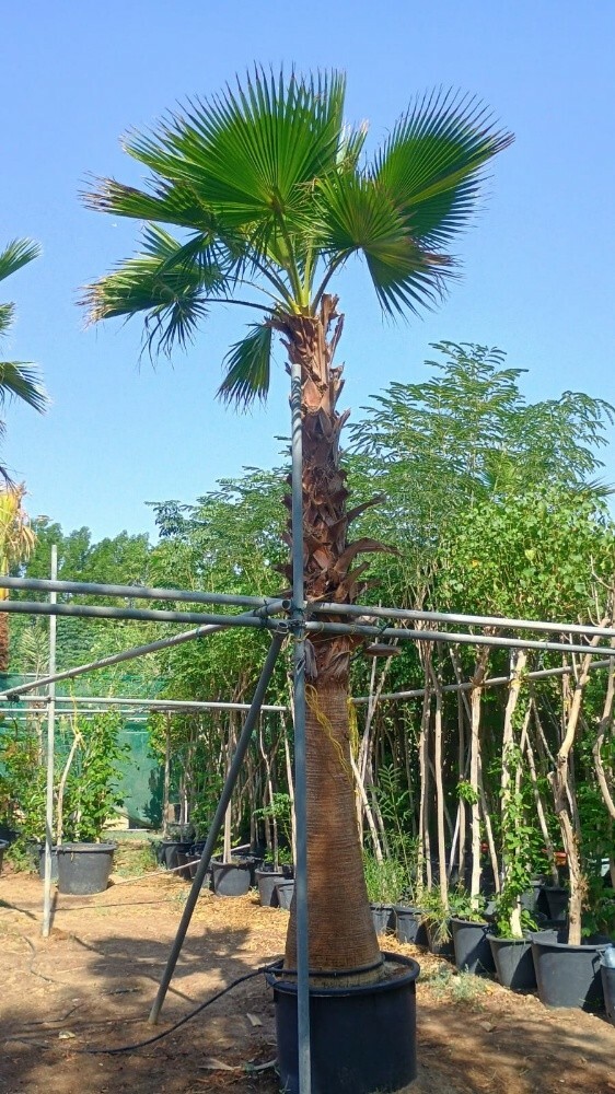 اشجار اشنطونيه وجميع اشجار البر - 2