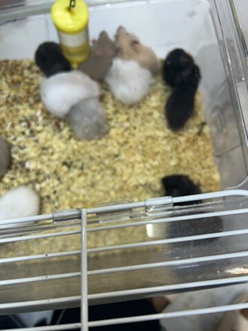 Hamster - 2