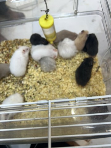 Hamster - 5