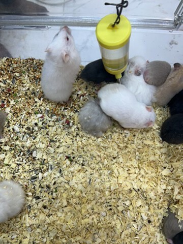 Hamster - 3