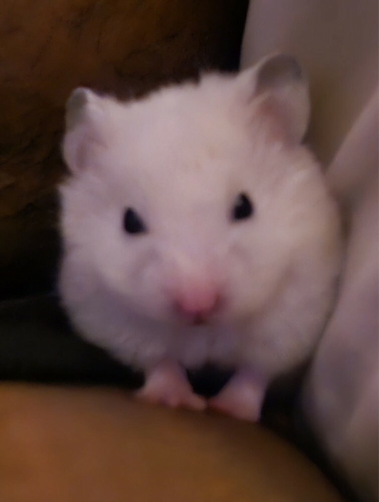 Hamster - 1