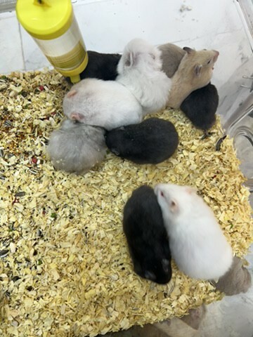 Hamster - 4