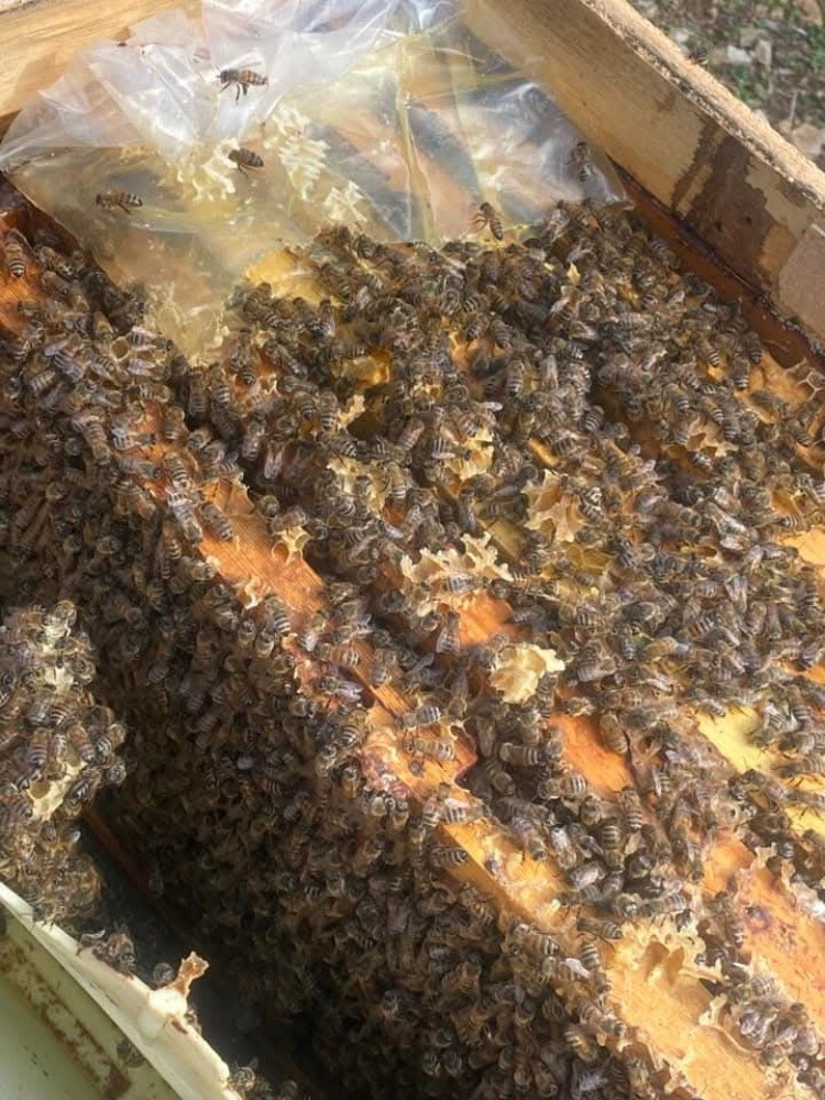 خلايا نحل - 2