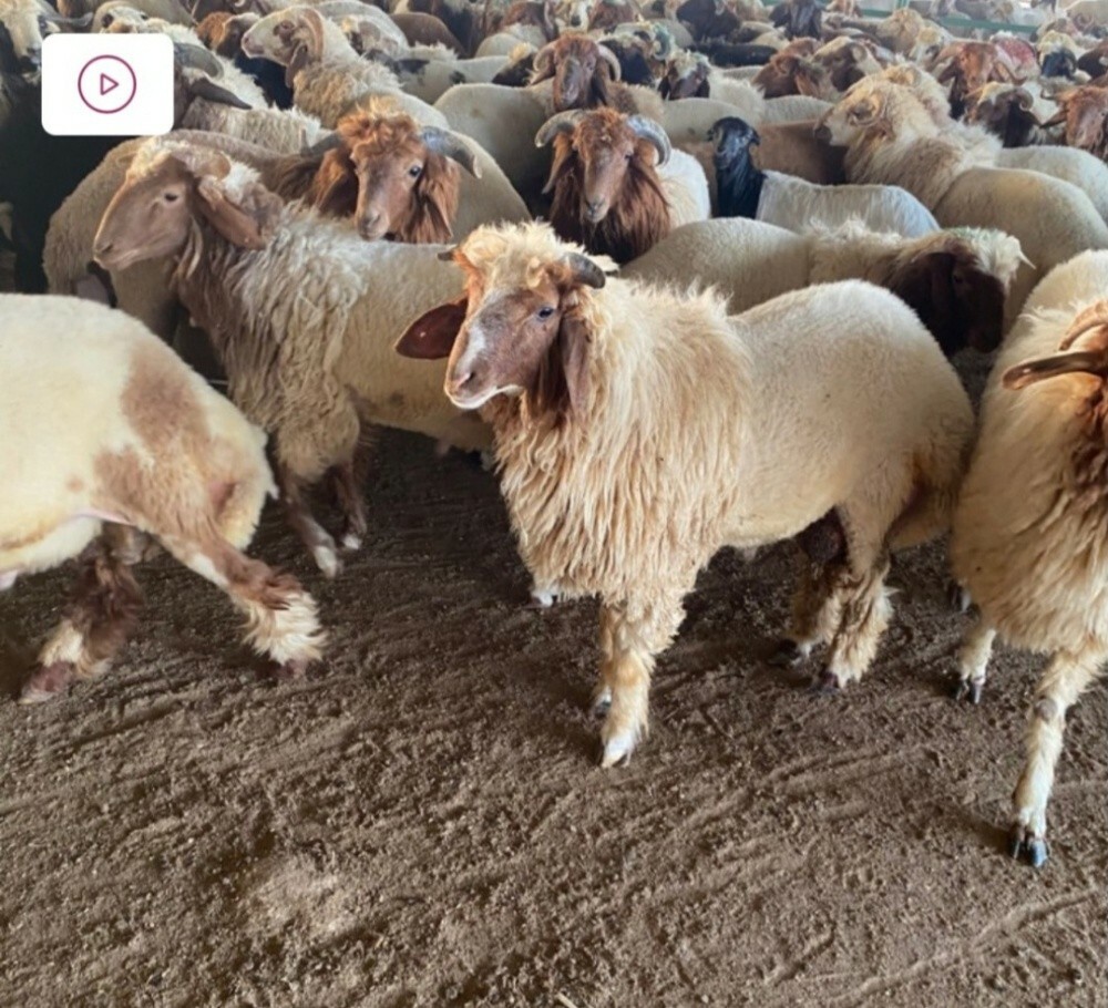 قصاب خرفان وماعز وقعود وعجول - 1