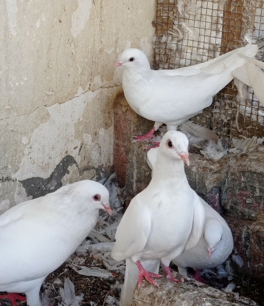 حمام - 2