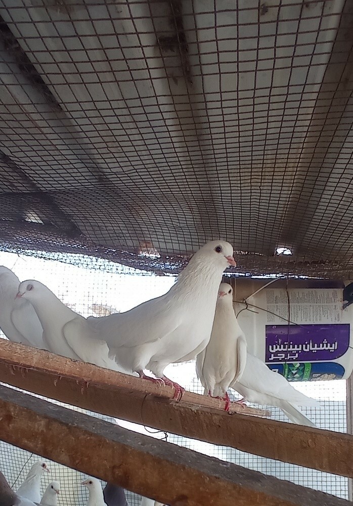 حمام - 1