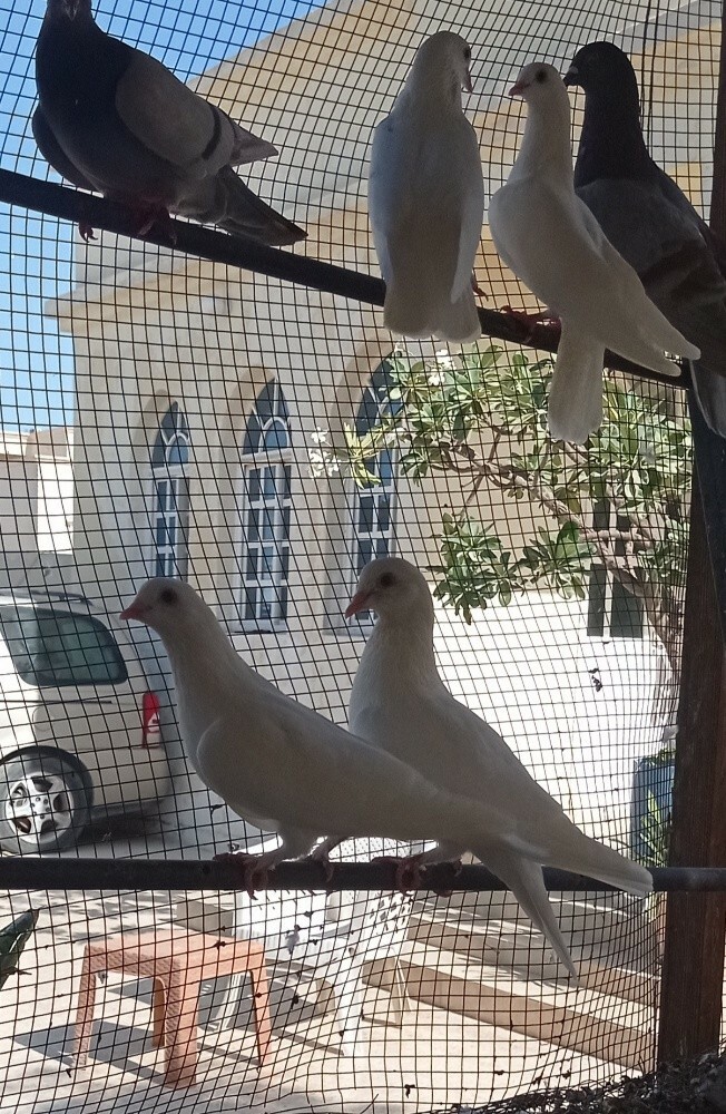 حمام - 3