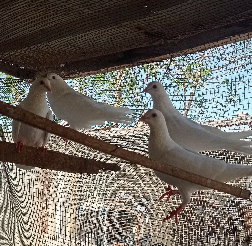 حمام - 4