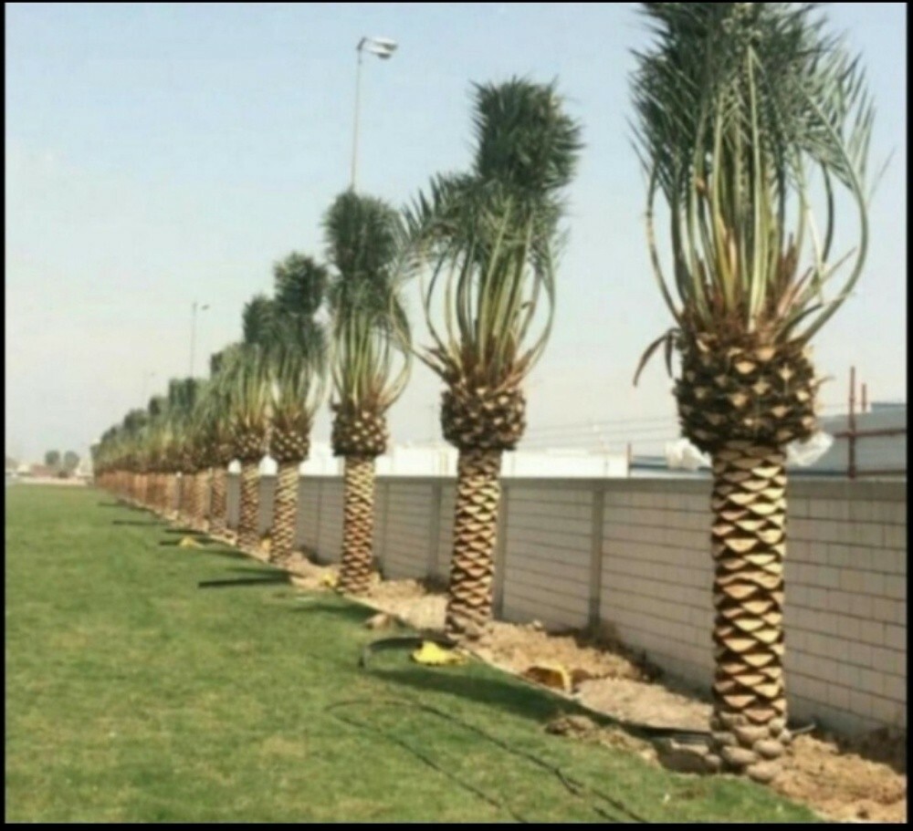 توريد نخيل اخلاص - 4