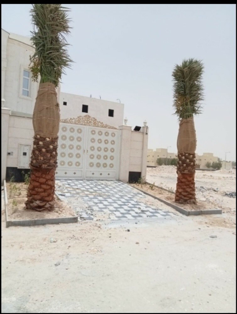 توريد نخيل اخلاص - 3
