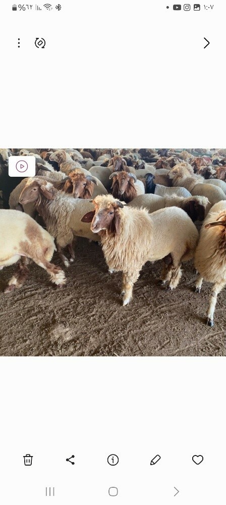 قصاب خرفان وجماال وعجول - 1