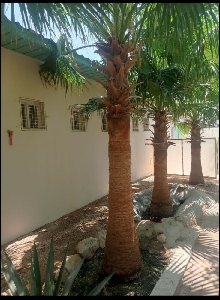 ديكو وزراعه - 4