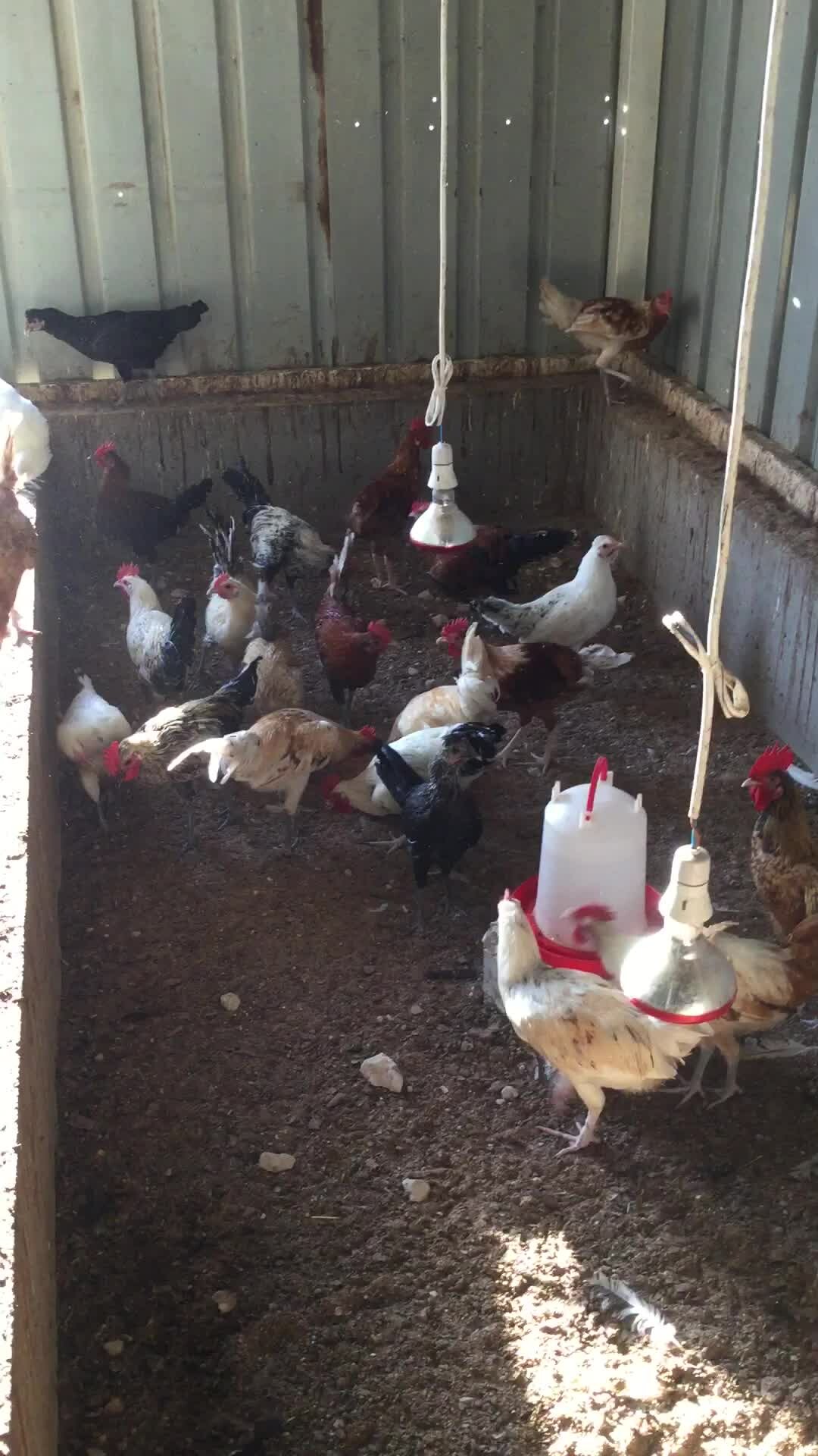 chicken  - 1