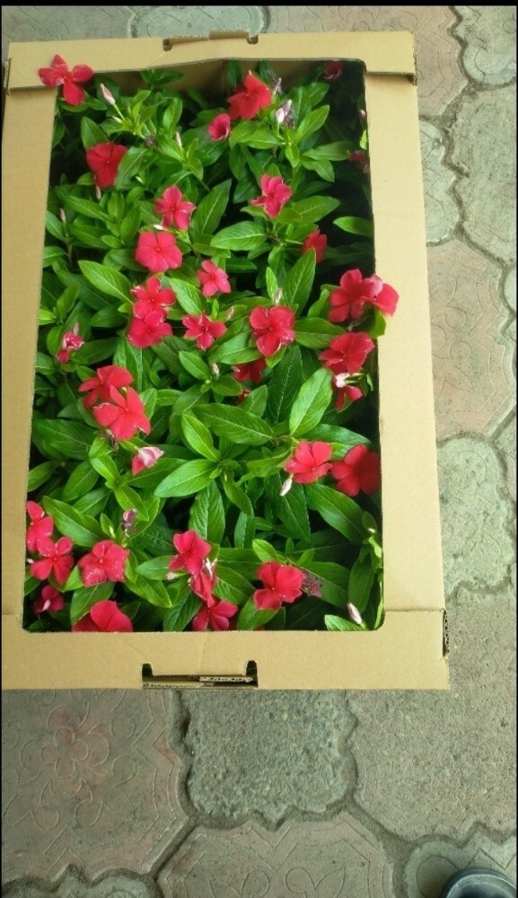 ابو خالد - 2