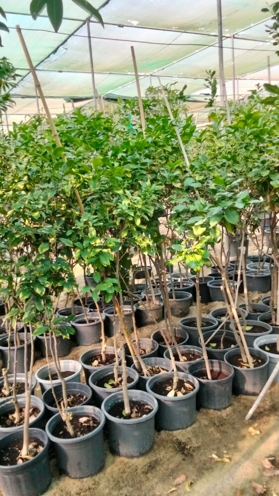 أشجار الزيتون - 3