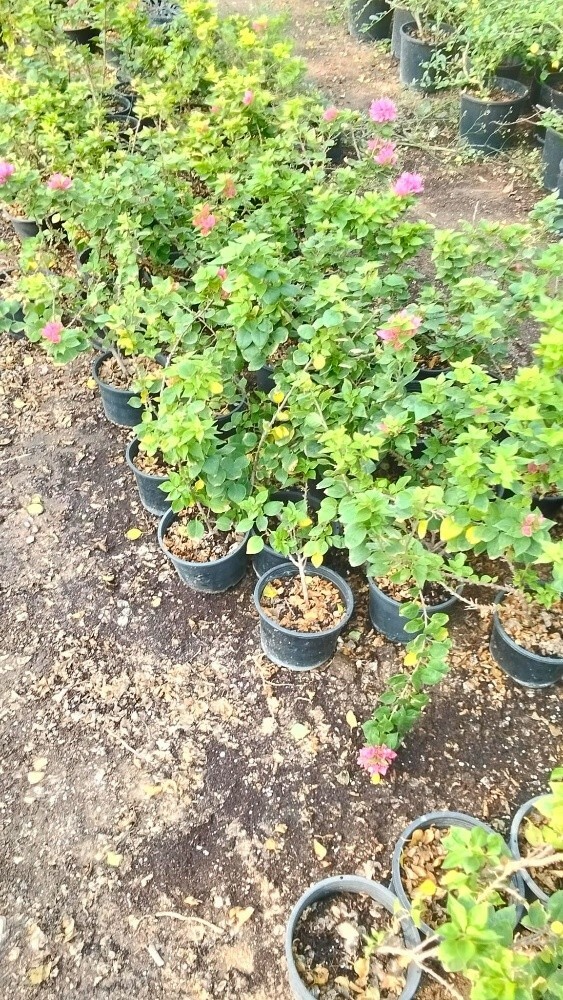 زراعه الجهنميه والورود - 3