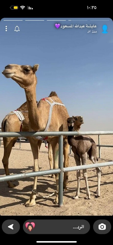 هزيرة - 4