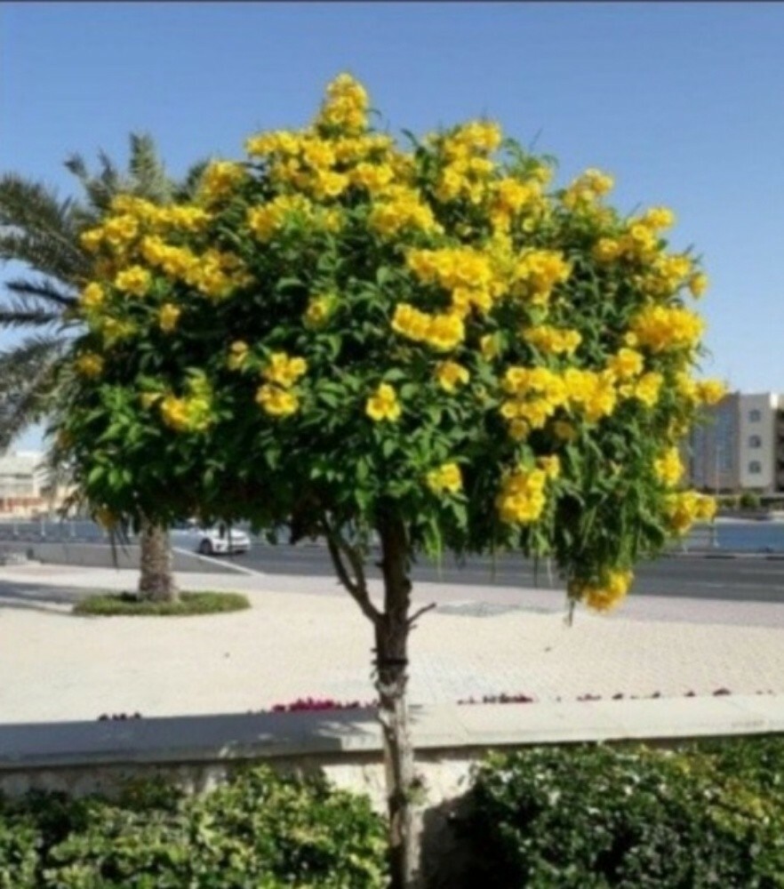 موزارع - 3