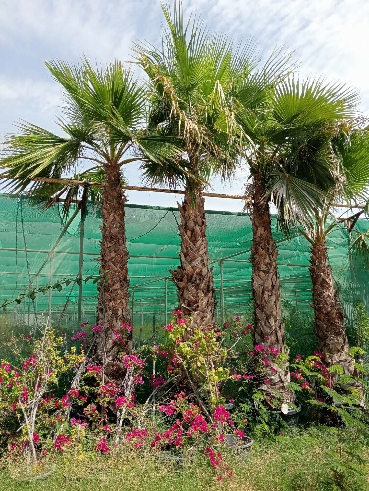 وشنطونيا - 2