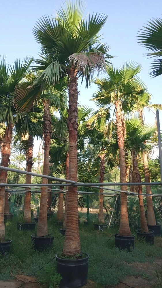 وشنطونيا - 1