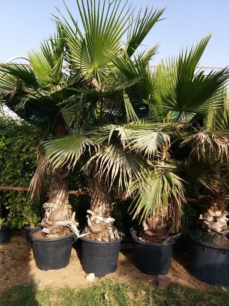 وشنطونيا - 4