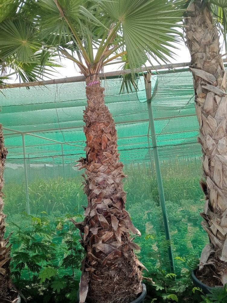 وشنطونيا - 3