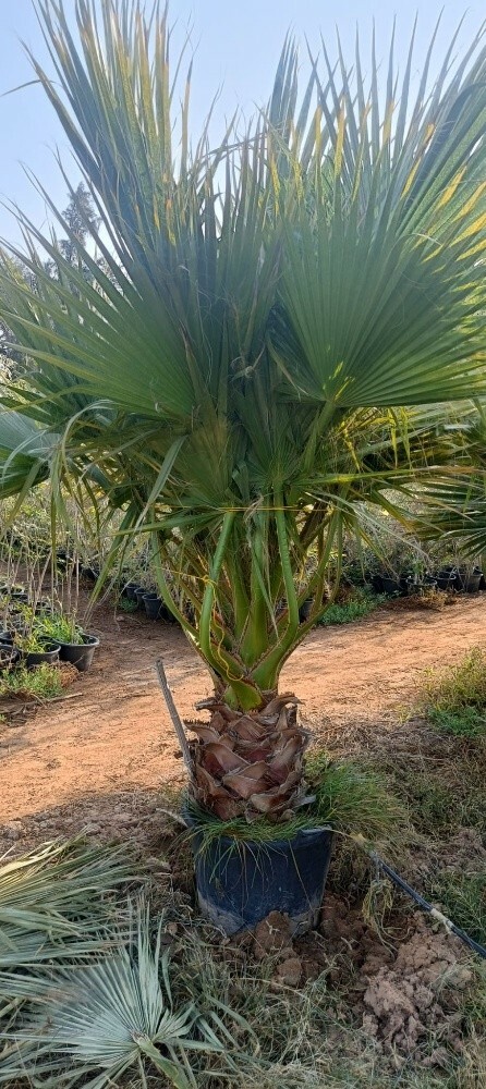 وشنطونيا - 5