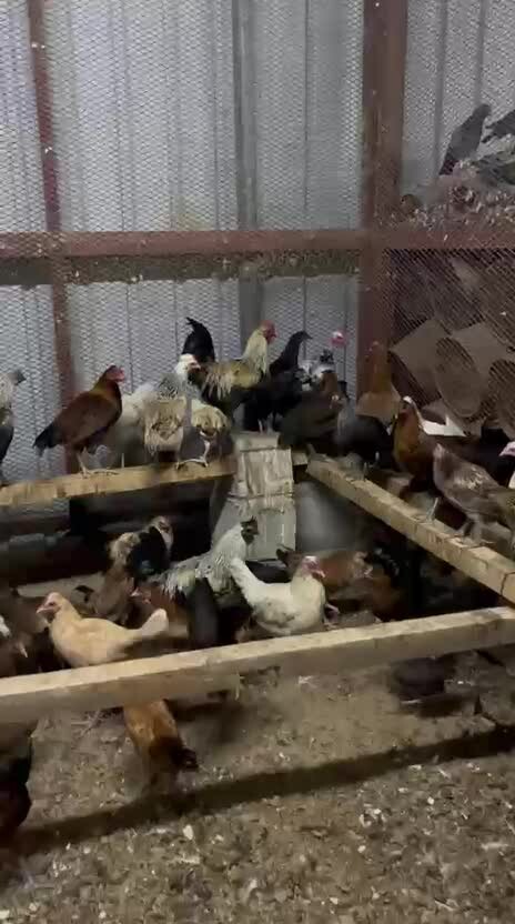 chicken - 1