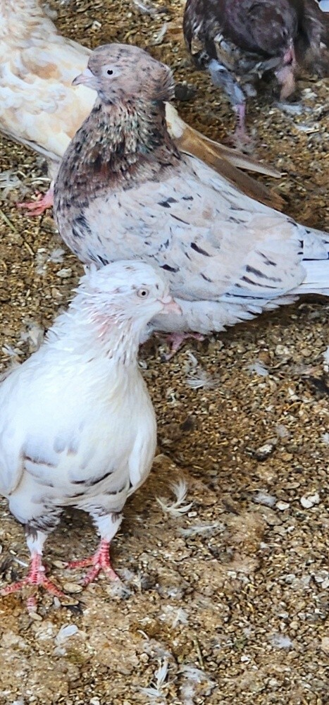 بوشهر - 4