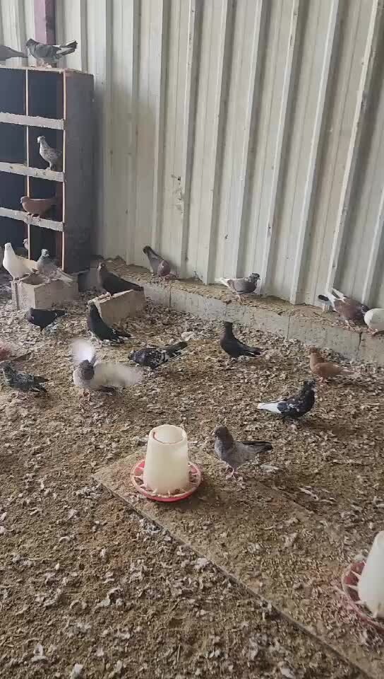 بوشهر - 1
