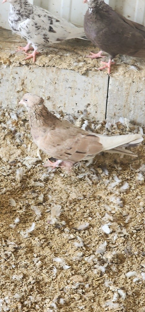 بوشهر - 2