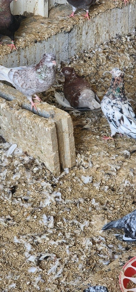بوشهر - 3