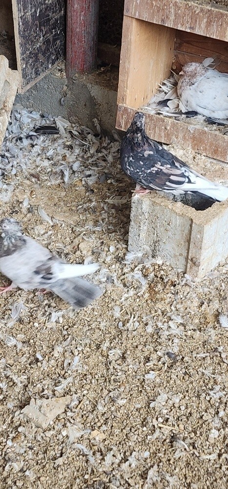 بوشهر - 7
