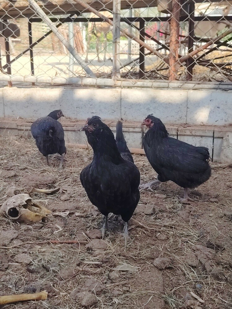 Farsi Chiken egg for sale - 2