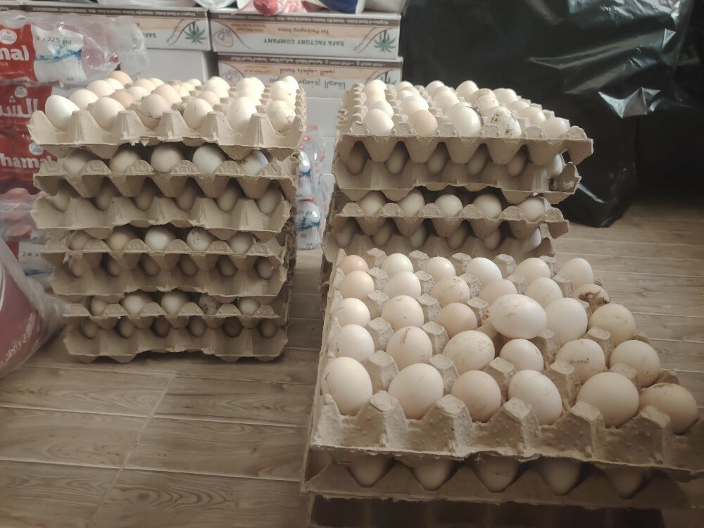 Farsi Chiken egg for sale - 4