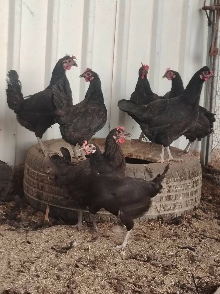 Farsi Chiken egg for sale - 5