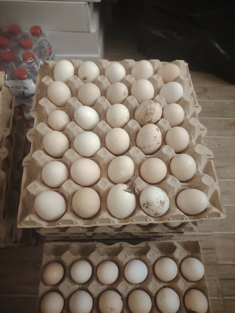 Farsi Chiken egg for sale - 3