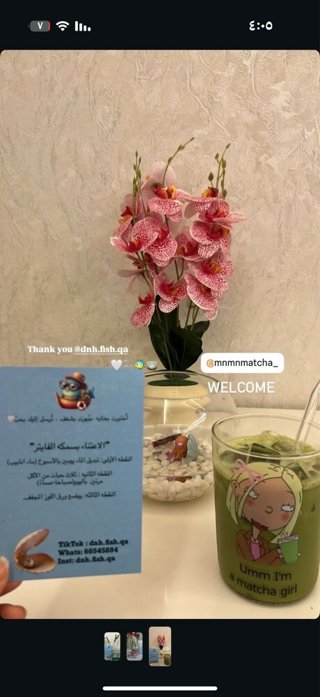 فازه وسمكة - 2