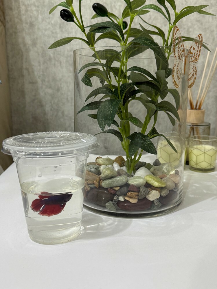 فازه وسمكة - 4