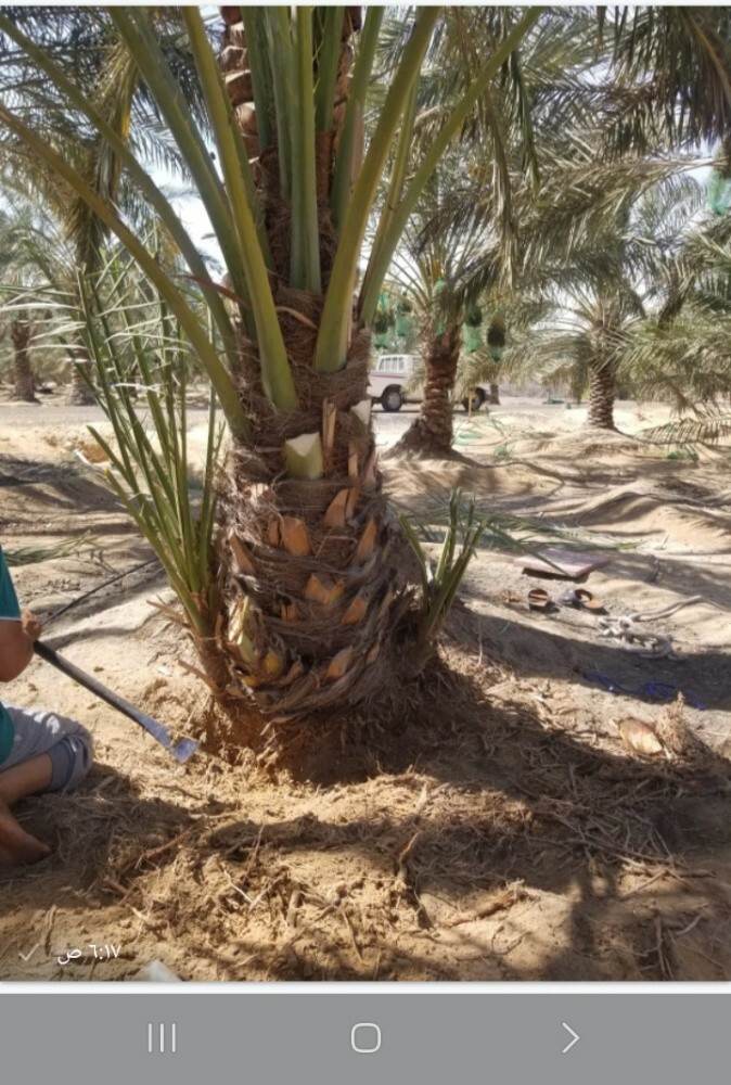 فسايل للبيع - 2